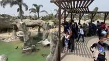 Nacen 8 crías de pingüinos de Humboldt en el zoo de Huachipa en Lima, Perú