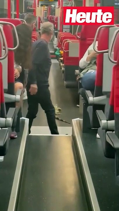 Riesiger Leguan verunsichert Fahrgäste im Zug