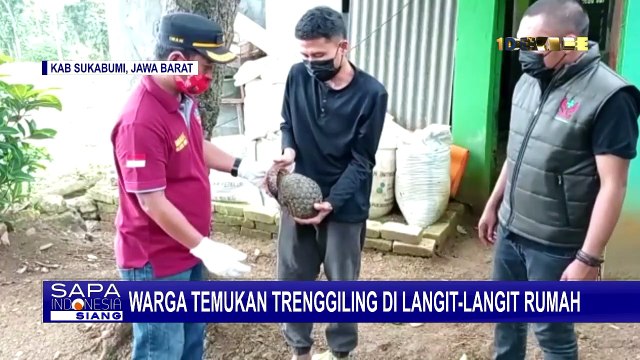 Heboh! Hewan Langka Trenggiling Masuk ke Rumah Seorang Warga di Sukabumi