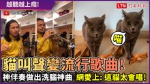 越聽越上癮！貓叫聲變洗腦歌曲 網愛上：牠比歌手還會唱！