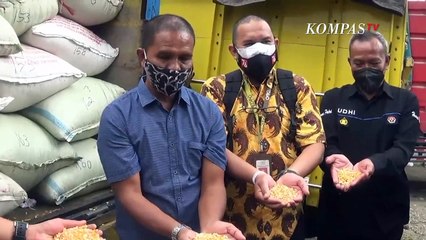 Diterima Suroto, Bantuan Jagung Dari Presiden Tiba di Blitar
