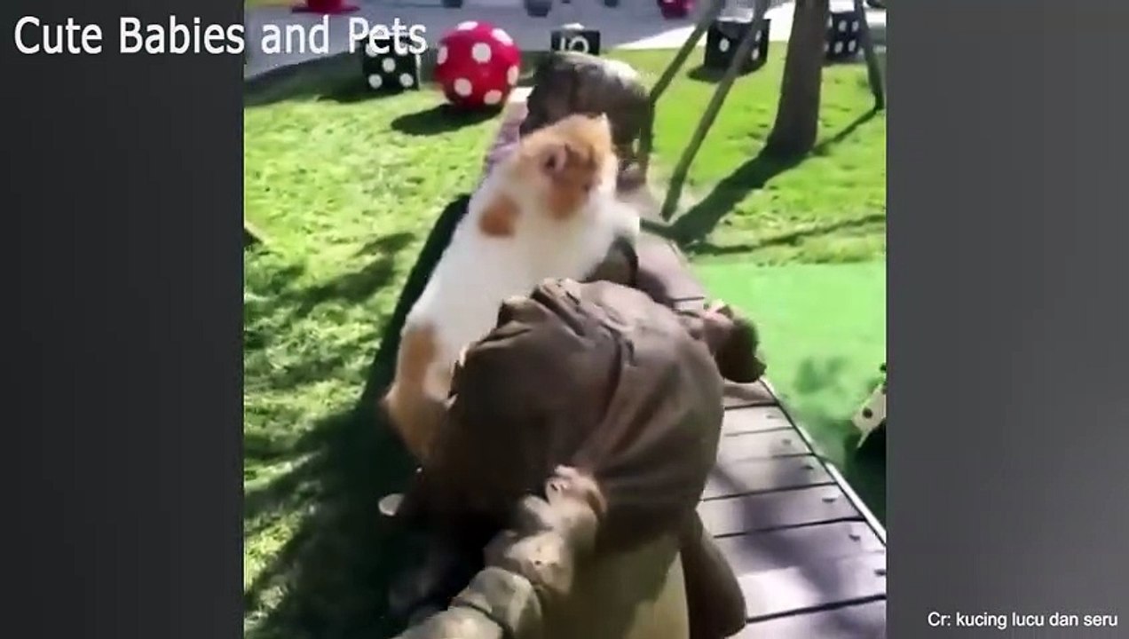 super funny cats