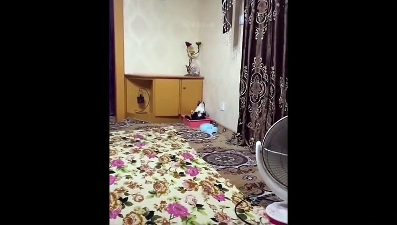 Funniest Animals - super funny cats