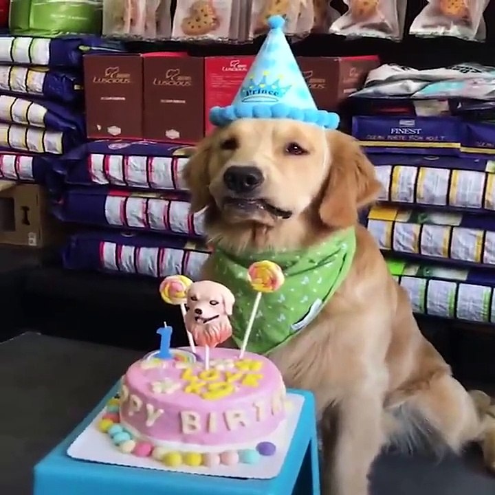 Baby Dogs  Cute and Funny Dog Videos Compilation #1 - 30 Minutes of Funny Puppy Videos 2021