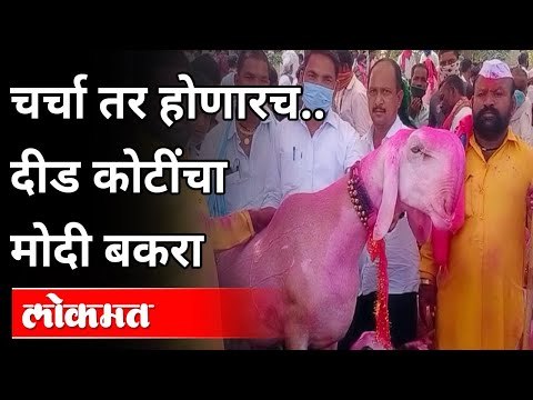 चर्चा तर होणारच...दीड कोटींचा मोदी बकरा | Sangali | Baburao Matkari | Maharashtra News |