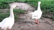 Ducks Flapping Wings | Cute Ducklings