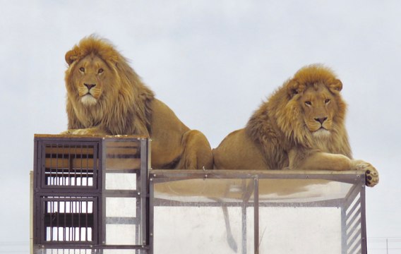 محمية حيوانات بجنوب إفريقيا تضع زوارها في الأقفاص والأسود طلقاء!