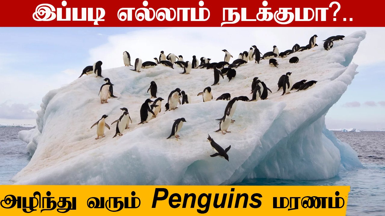 அரிதான காரணம்! South Africa-வில் ஒரே நாளில் பலியான 63 Endangered Penguins | Oneindia Tamil