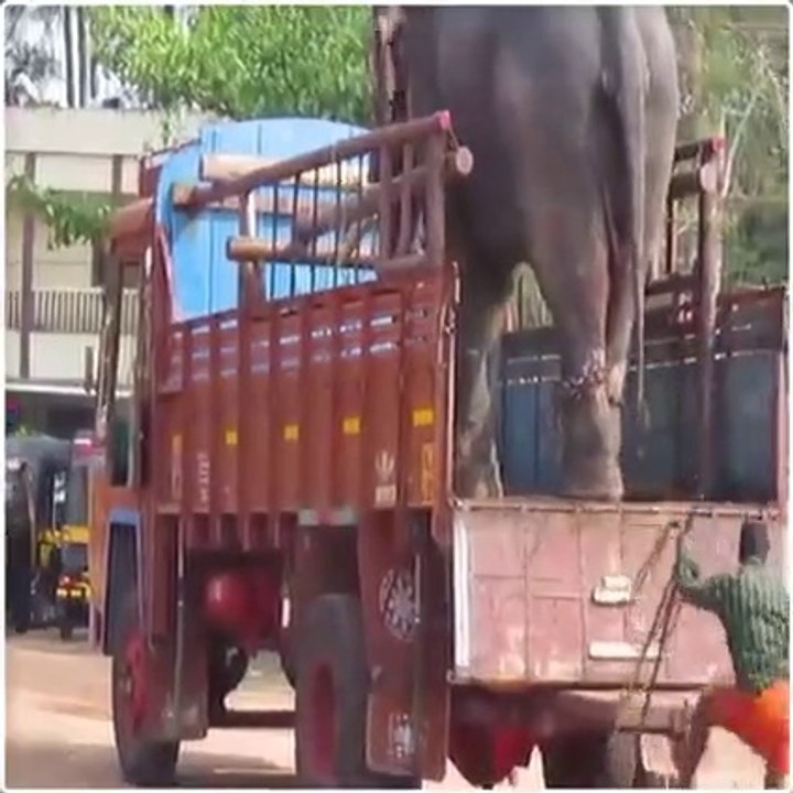A small elephant much cautiously setp down from high height lorry
