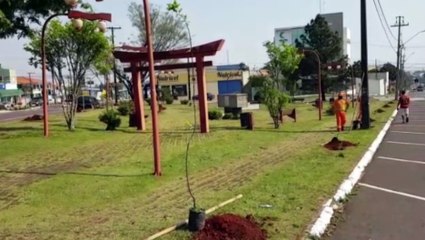 Dia da Árvores: Cerejeiras são plantadas na Praça Japão, em Cascavel