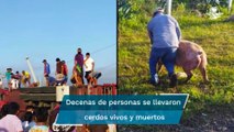 Vuelca camión cargado con cerdos en Campeche y pobladores hacen rapiña