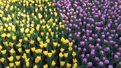 Relaxing music in the morning, light and cheerful sounds in harmony with beautiful nature