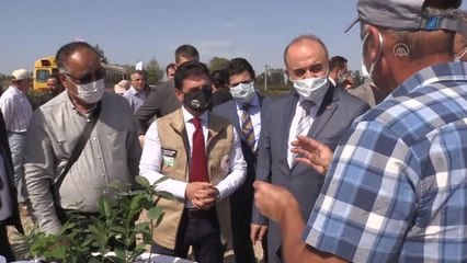 "Süper meyve" aronya için hasat etkinliği yapıldı