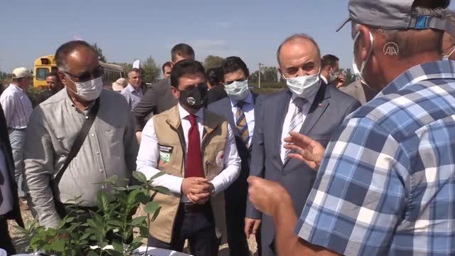 Süper meyve aronya için hasat etkinliği yapıldı