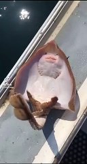 Happy Sting Ray
