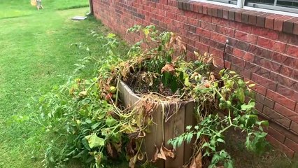 What happened to our plants_ _ Ryobi Mower