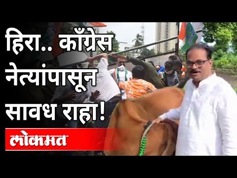 'बैलांचे पाय मोडले म्हणून काँग्रेस नेत्यांवर गुन्हा दाखल करा' | Anil Bonde | Devendra Fadnavis