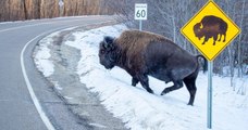 « Traversée de bison » : un bison passe juste derrière le panneau indiquant son passage, et la photo est parfaite