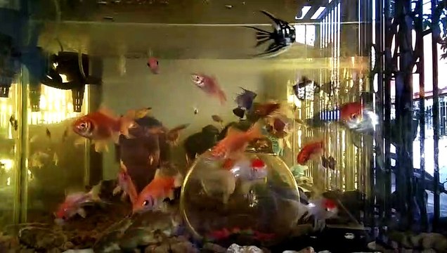 -ang alaga kong isda-