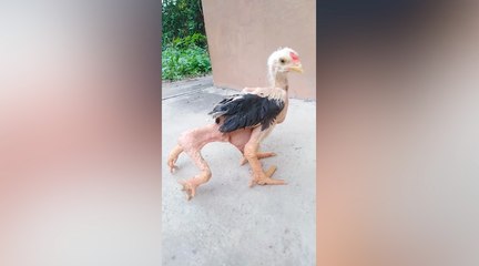 Rod Ma, el pollo que nació con cuatro patas y sobrevivió a pesar de su extraña mutación