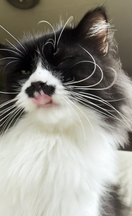 Back Scratching Makes Cat Mlem