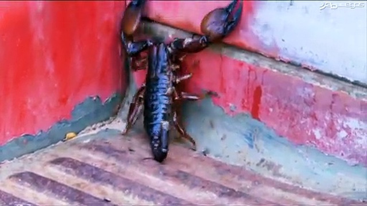 Deadly Creatures: Características 1