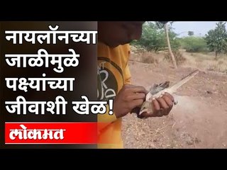 नायलॉनच्या जाळीमुळे पक्ष्यांच्या जीवाशी खेळ! Nylon Nets Dangerous For The Birds | Maharashtra News