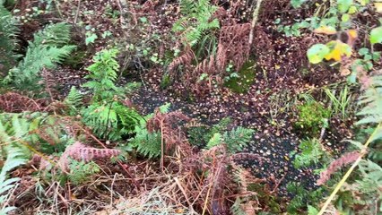 Saving our mosslands for future generations