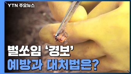 9월 초가을 벌쏘임 '경보'...예방과 대처법은? / YTN