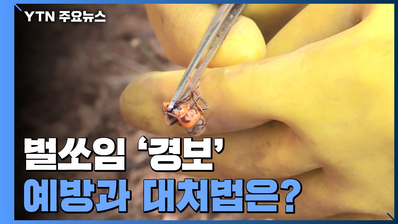 9월 초가을 벌쏘임 '경보'...예방과 대처법은? / YTN