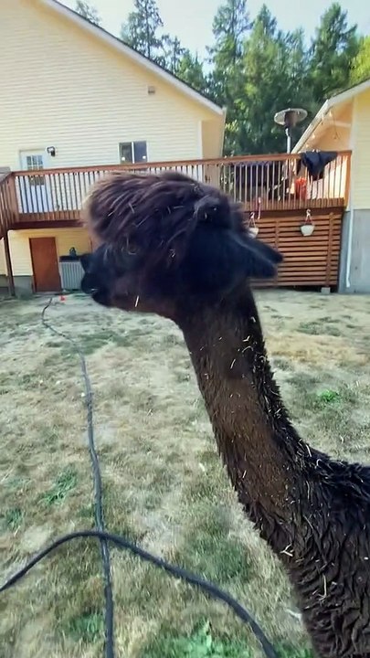 Chat With Articulate Alpaca