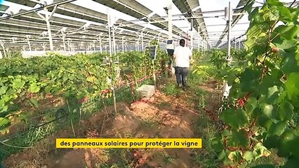 Des panneaux solaires pour protéger les vignes dans les Pyrénées-Orientales