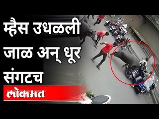 पुण्यात म्हशीचा भररस्त्यात ‘राडा’ | Buffalo on Road |  Buffalo Hits Two Bikers | Pune Camp News