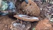 Il détruit un énorme nid de frelons asiatiques sous-terrain