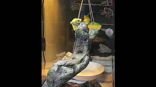 Frog Swing Goes Spinning