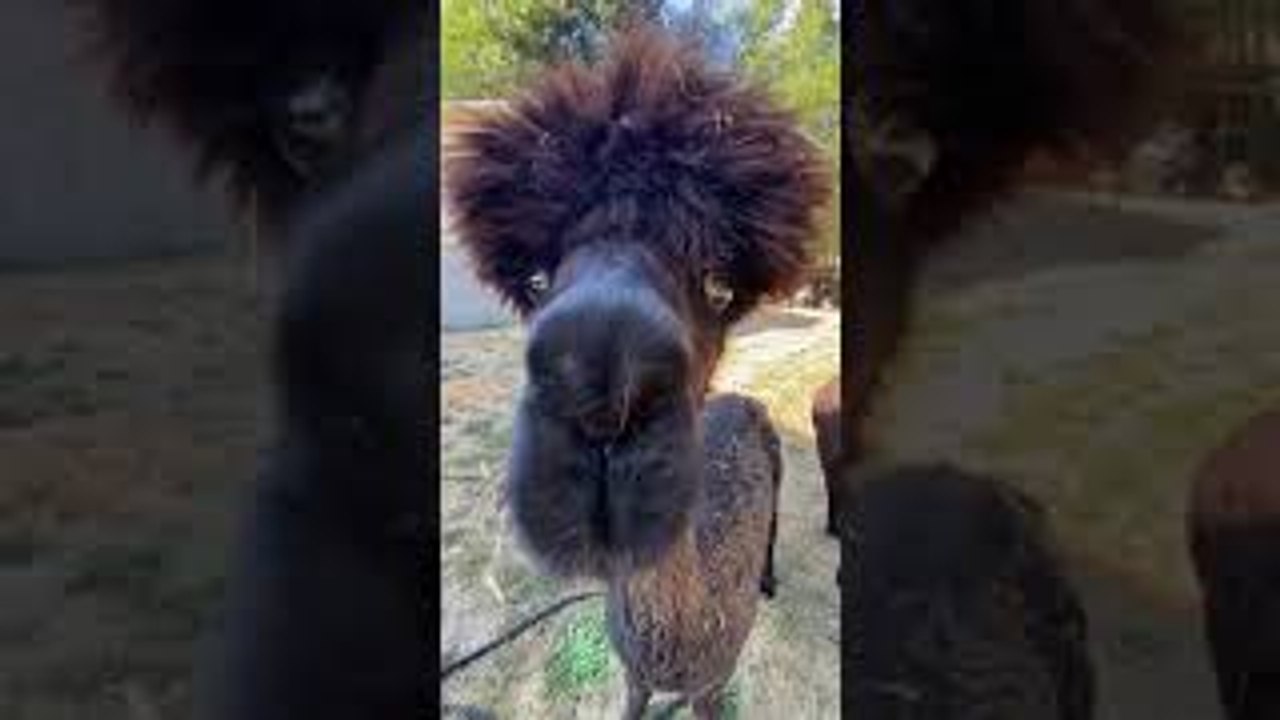 Chat With Articulate Alpaca