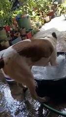 Paco Makes A Splash