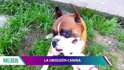 La obsesión canina | Mujer - Nex Panamá