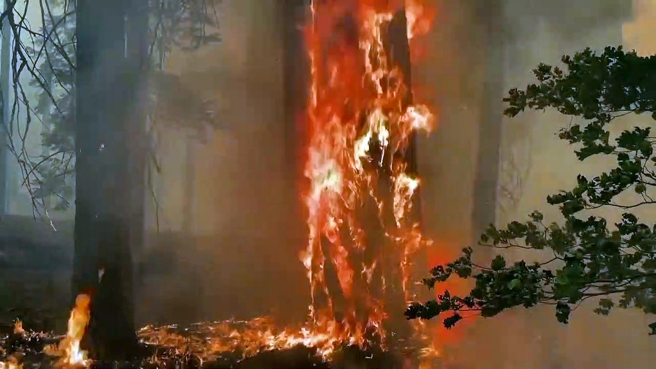 Kalifornien: Riesenbäume in Gefahr