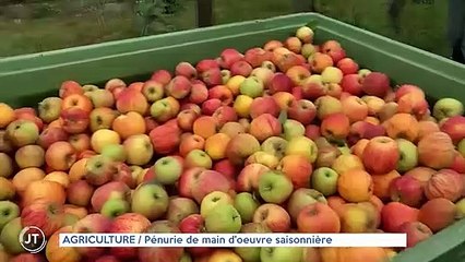 AGRICULTURE / Pénurie de main d'oeuvre saisonnière
