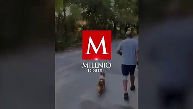 Captan a oso en zona residencial de San Pedro Garza García, Nuevo León