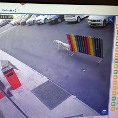 Strong Dog Doesn't Let Fence Slow it Down