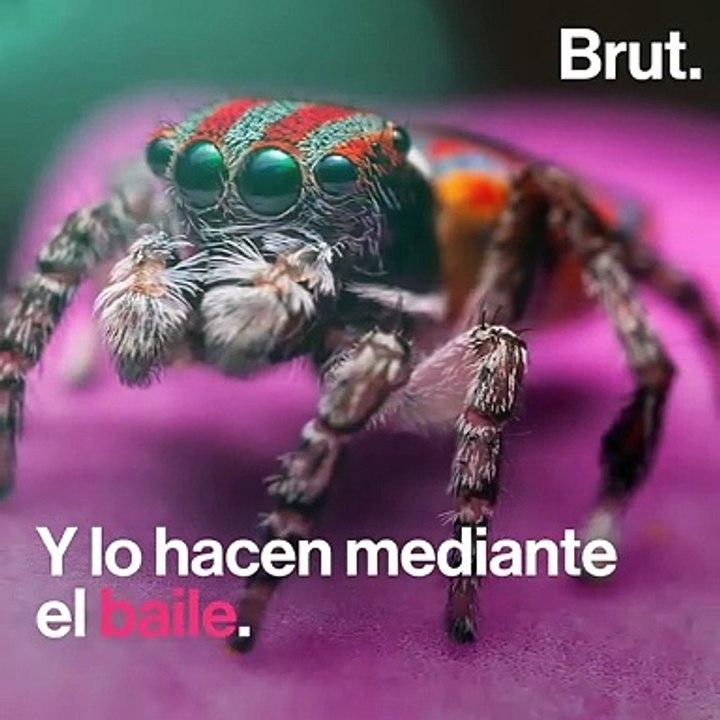 Esto es lo que tiene que hacer para buscar pareja la araña pavo real