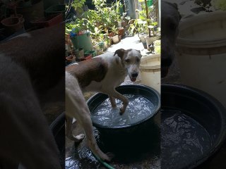 Paco Makes A Splash