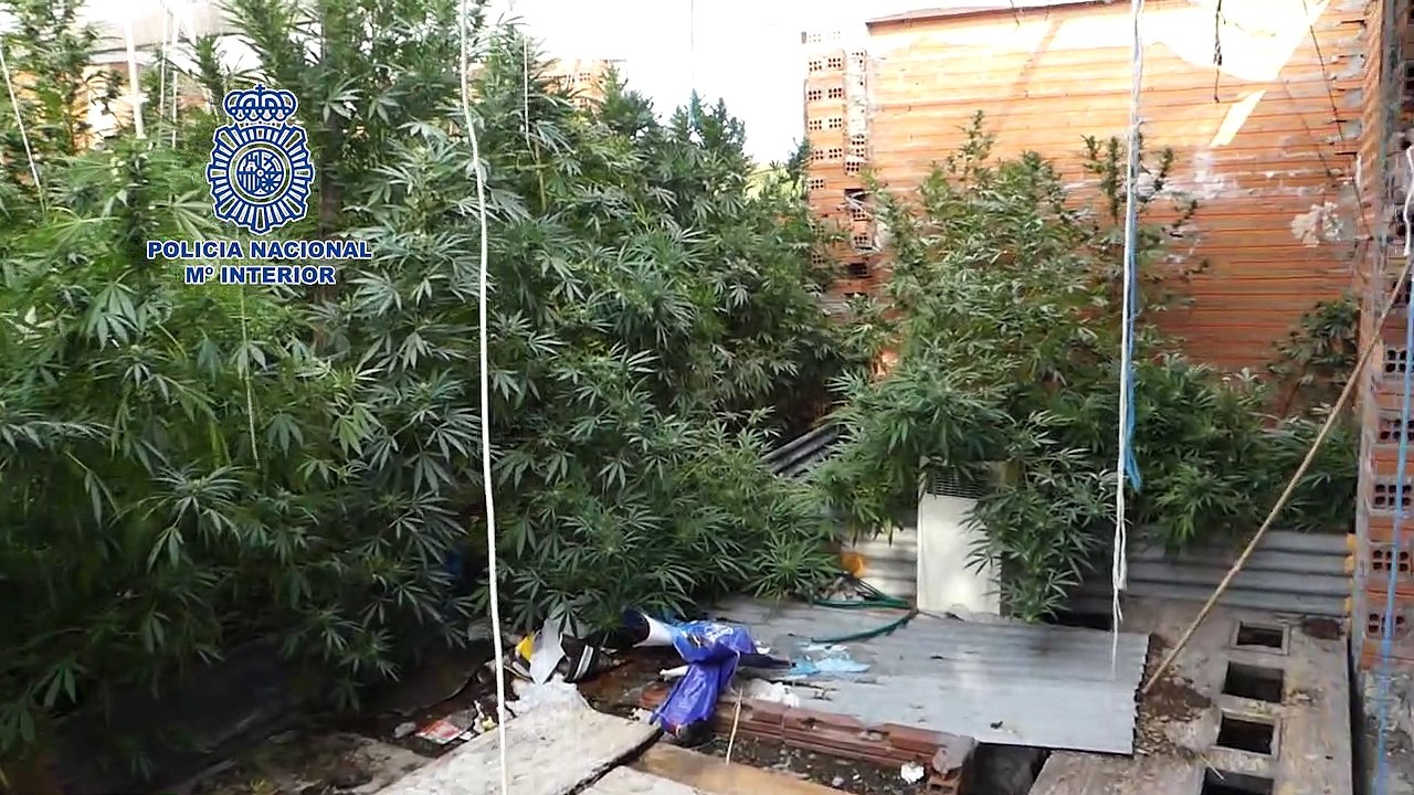 Marihuana valladolid editado