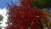 Why leaves change colors in the fall