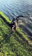 The Journey of a Lost Ball Between Man and Dog