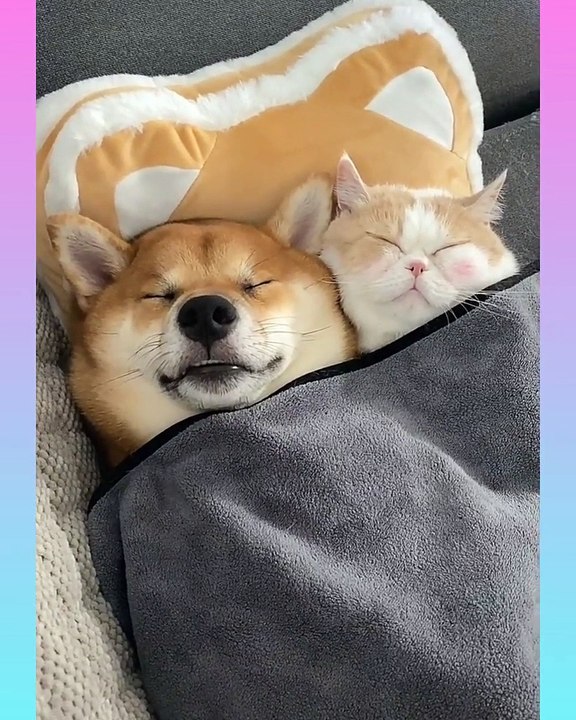 Cute Cat and Funny Dog Videos Compilation _- short ( 1080 X 864 )