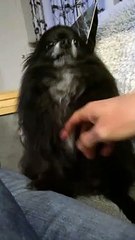 Pomeranian Waves for Pats