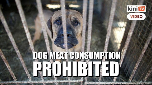 S.Korea's Moon hints at dog meat ban amid debate over animal rights